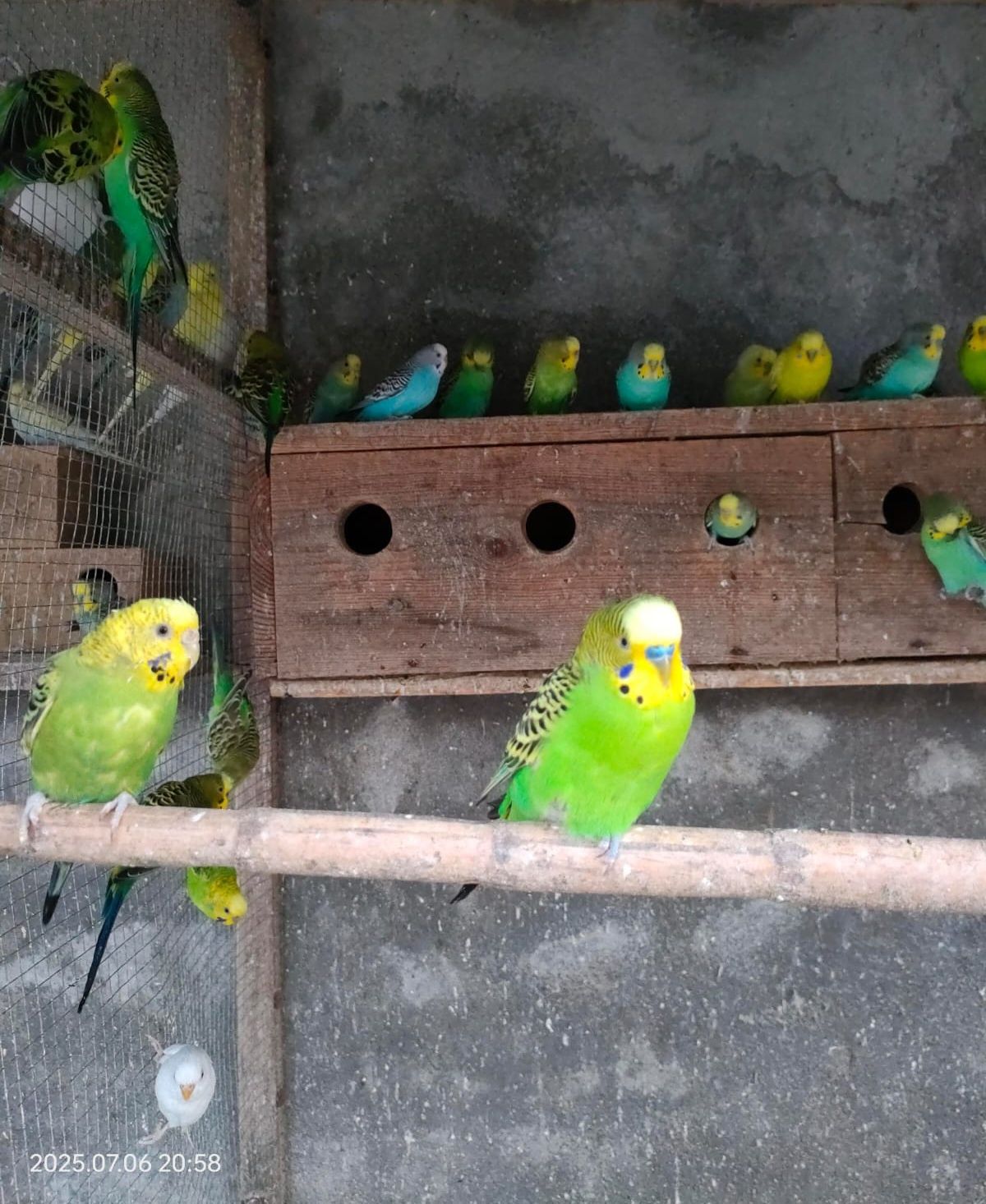 Lote 10/Piriquitos australianos