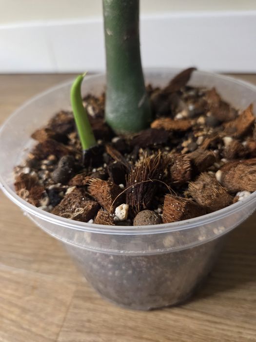 Duża monstera big form