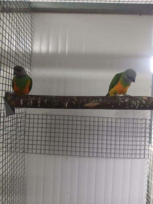 Aves Papagaios do Senegal