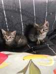 Adoção de 2 gatinhos abandonados