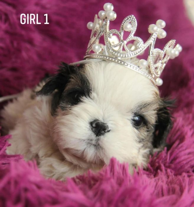 Shih - Tzu sunia Zkwp FCI