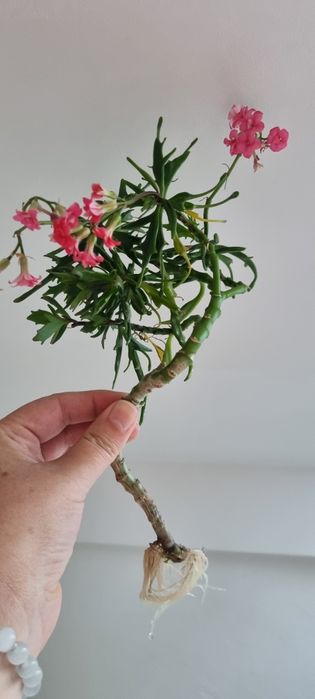 Sadzonka kwitnącego na rózowo kwiata z mojego parapetu