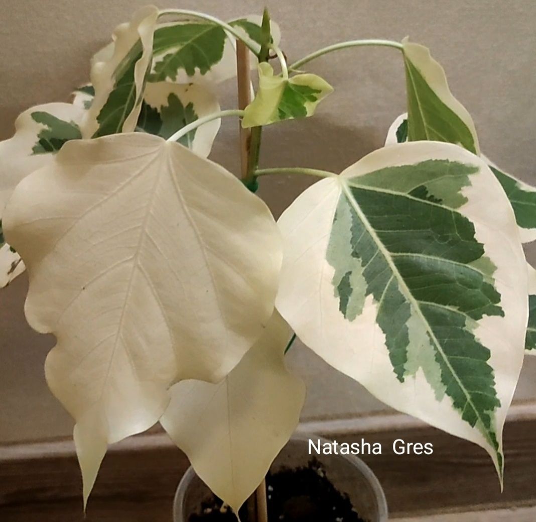 Фікус Ficus Rumphi White margin leaf.