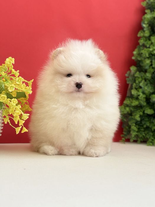 Ексклюзивний хлопчик шоу класу