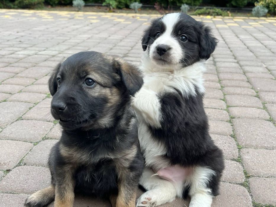 Цуценята в добрі руки