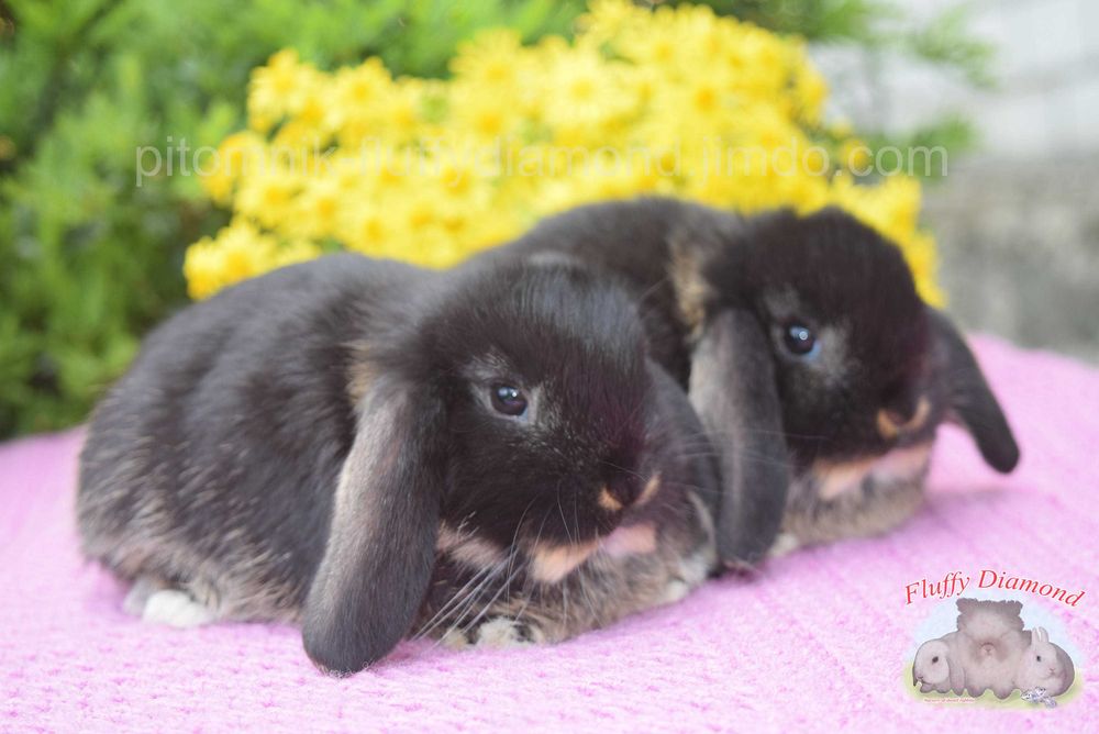 Висловухі кролики NHD. Роскішні кроленята з розплідника. Великий вибір