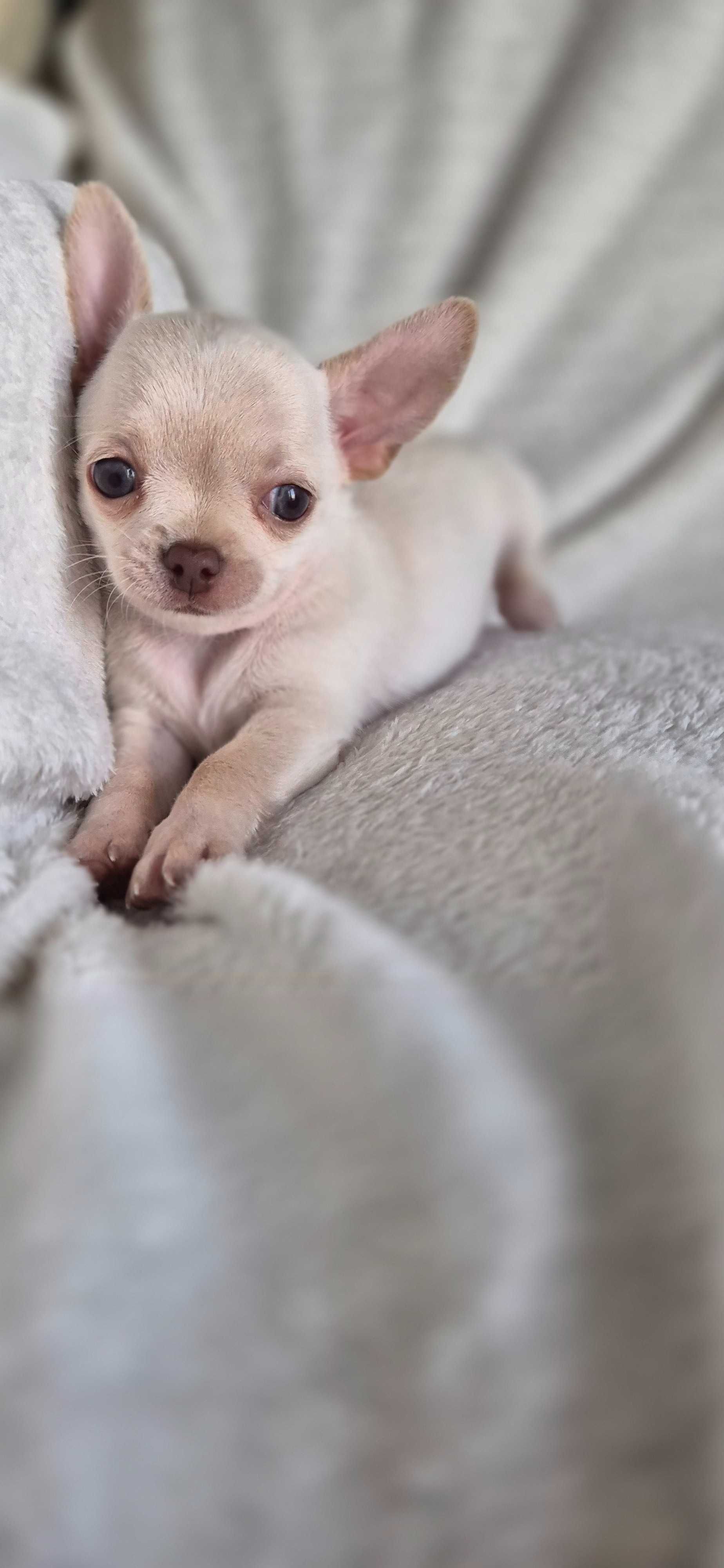 Chihuahua chlopiec