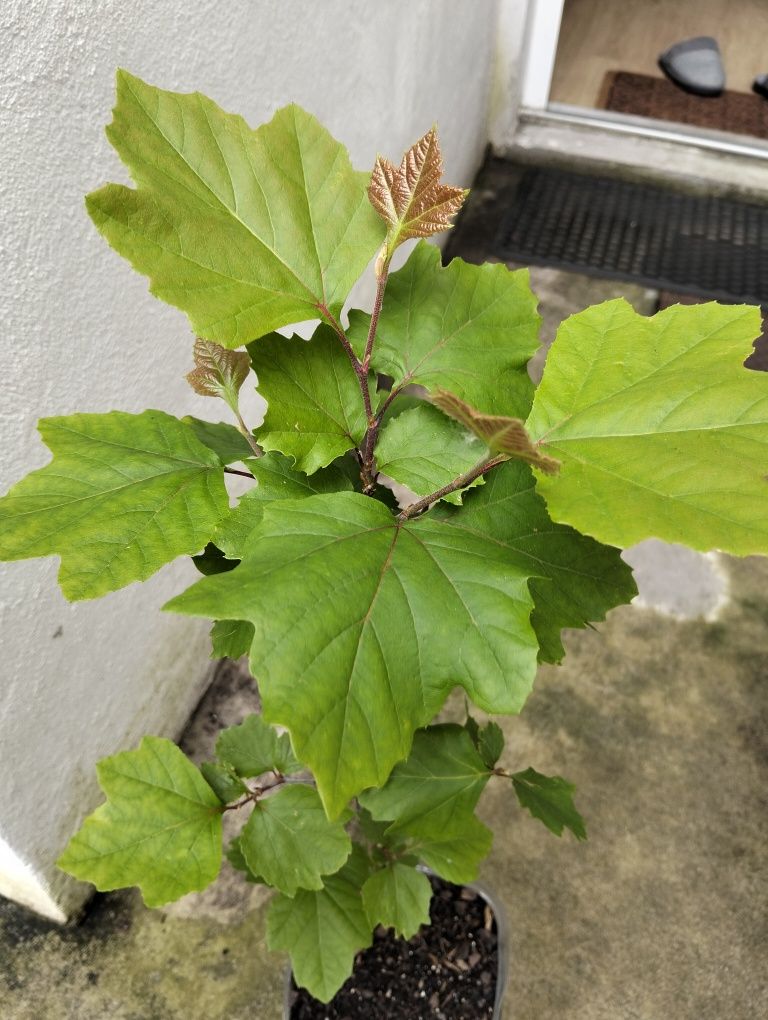 Plátano disponível para venda