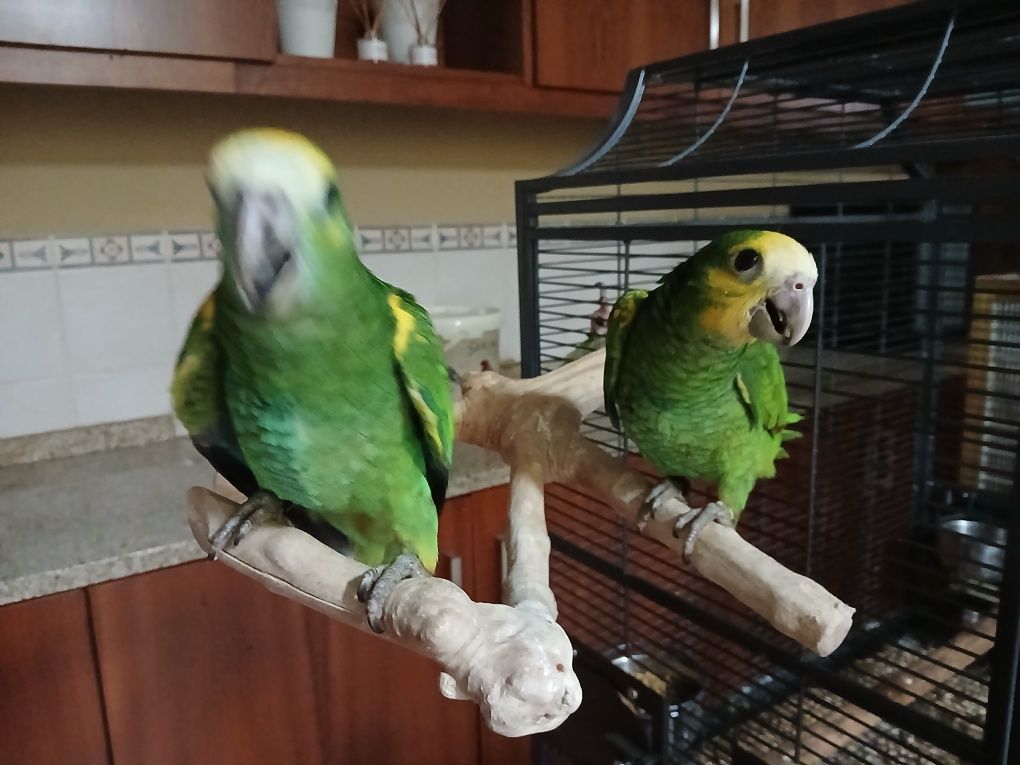 Casal de Amazonas Barbadensis