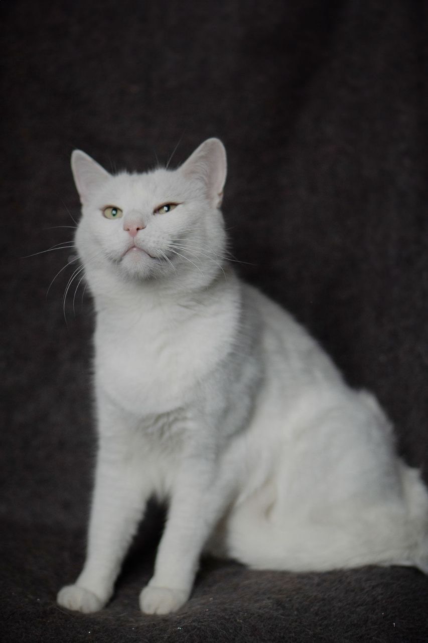 Котя! Котик 1,5 р. Мітити не буде
