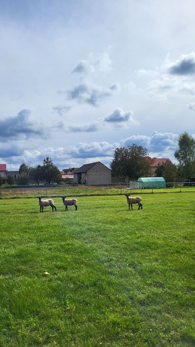 Sprzedam lub wymienie owce czrnoglówki za barabki