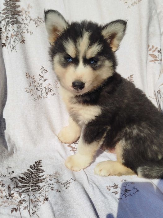 Siberian Husky piesek tel.-5.7.5.3.0.2.0.3.9.