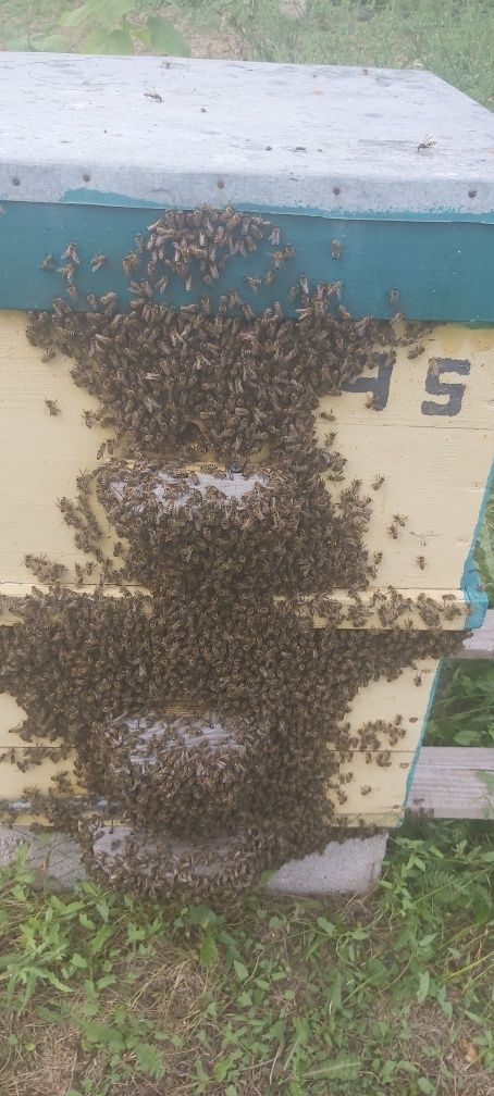 Сниму пчелиный рой пчел