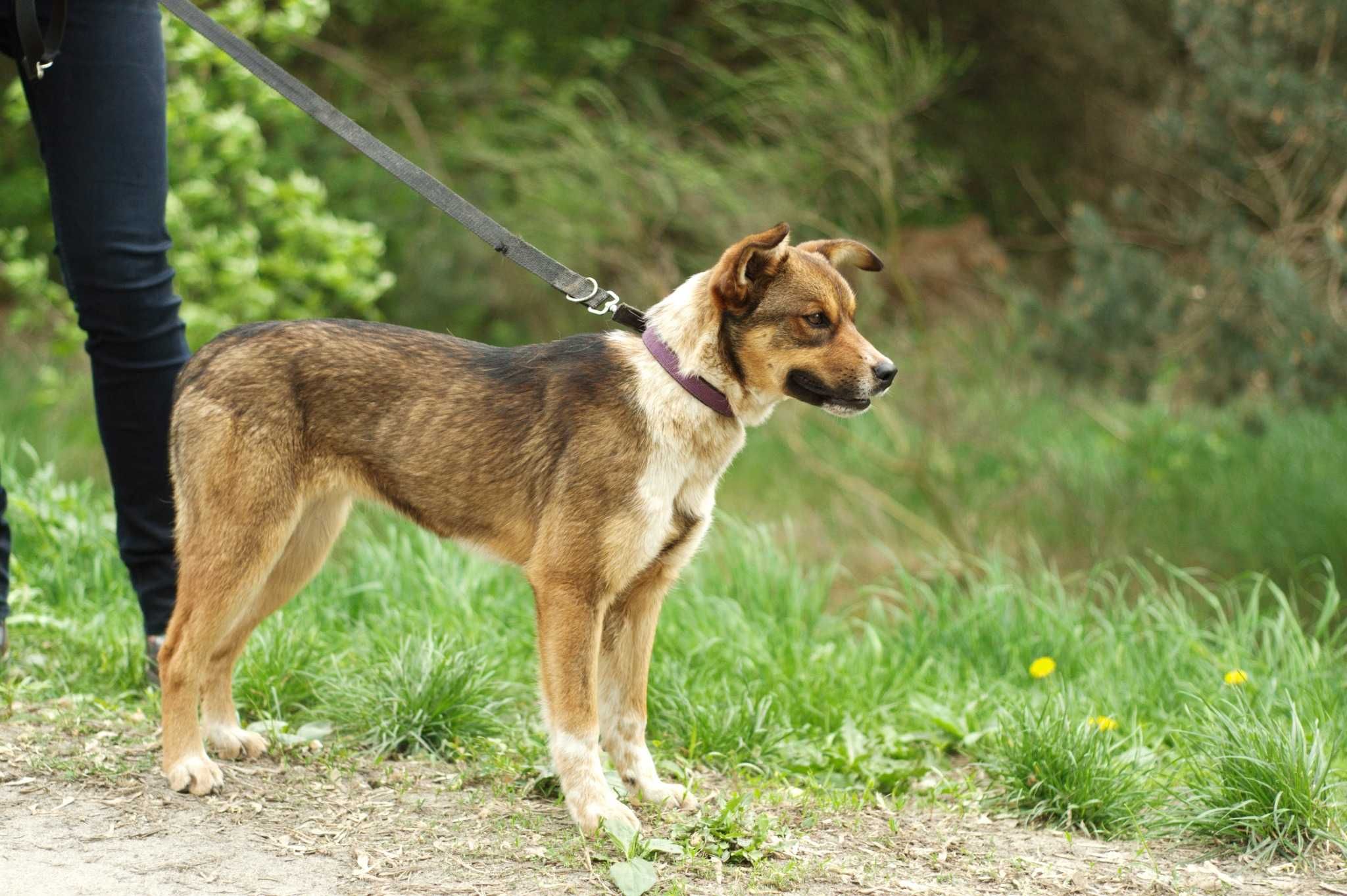 Żelka – wesoła sunia poleca się do adopcji