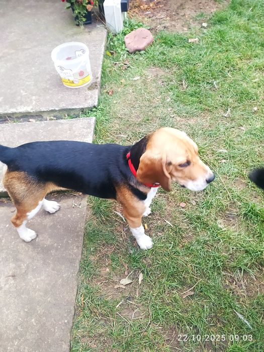 Beagle piesek 6 miesięcy szczepiony z rodowodem