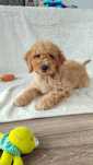 Goldendoodle F1b suczka dziewczynka do dogoterapii