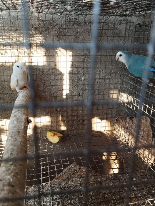 Agapórnis para ceder