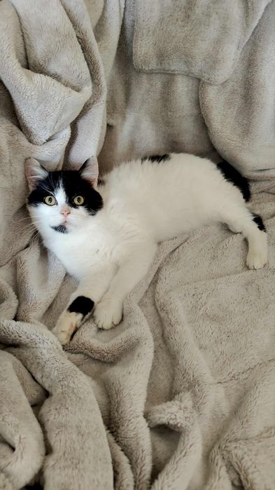 Dwie uratowane sierotki szukają domkow-do adopcji