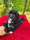 Maltipoo czarny samiec