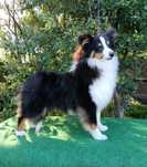 Owczarek szetłandzki Sheltie tricolor
