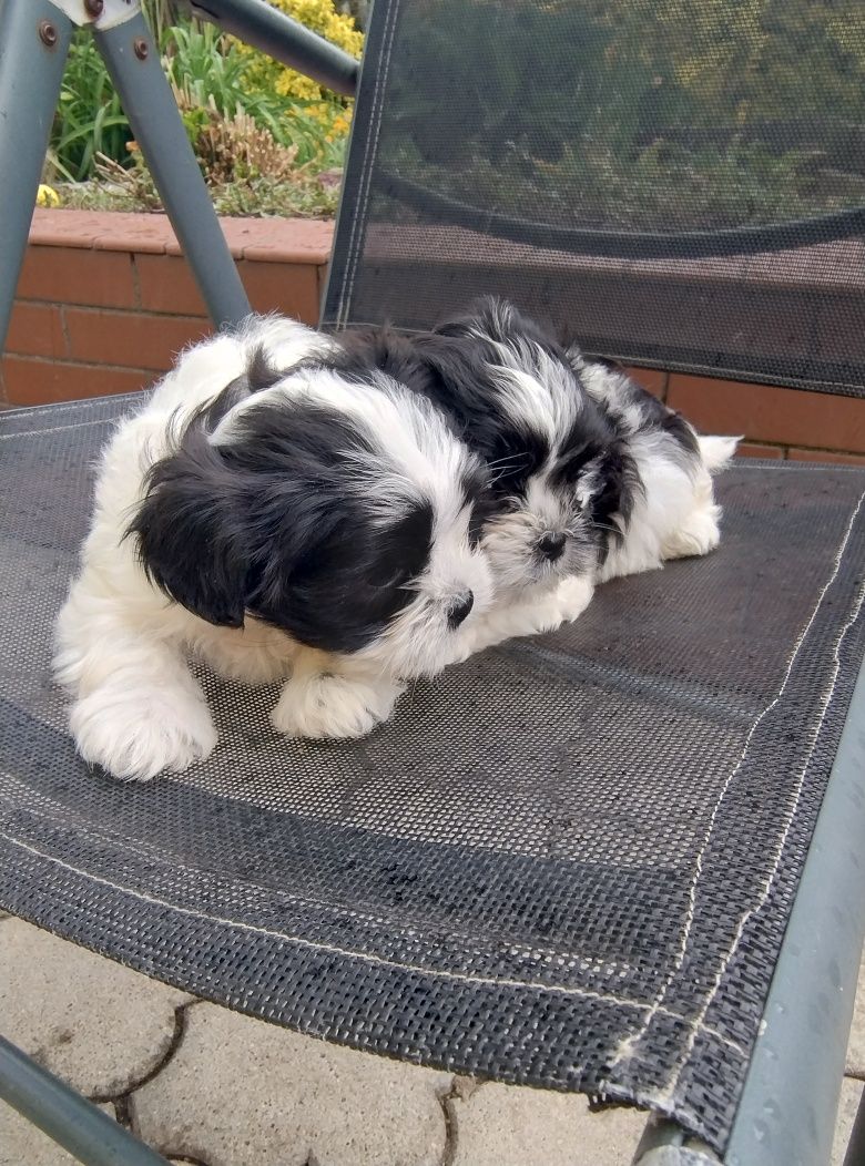 Sprzedam Pieska SHIH TZU