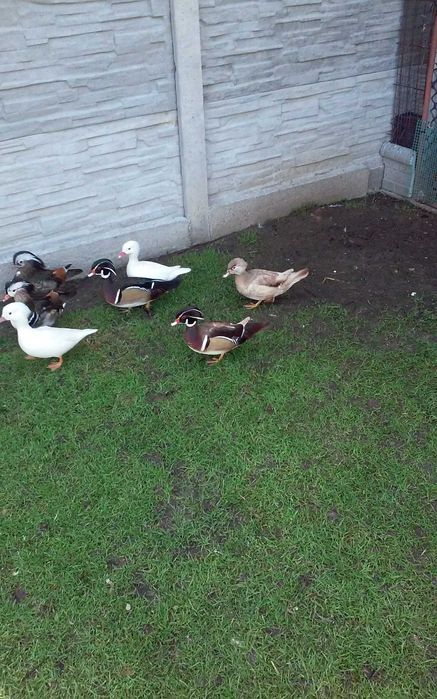 Kaczki karolinki beżowe