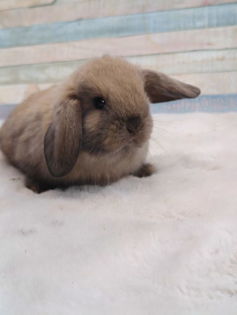 Mini lop,mini lopek ,baranek , baran karzełek