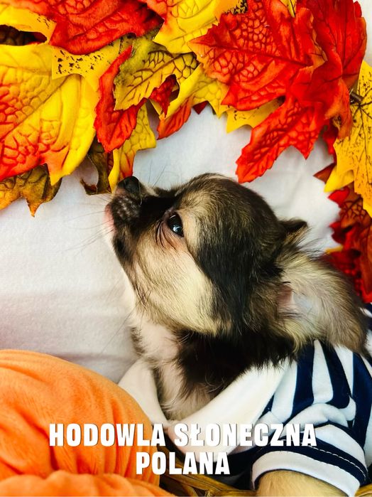 Chihuaua dł.włos z Rodowodem do odbioru