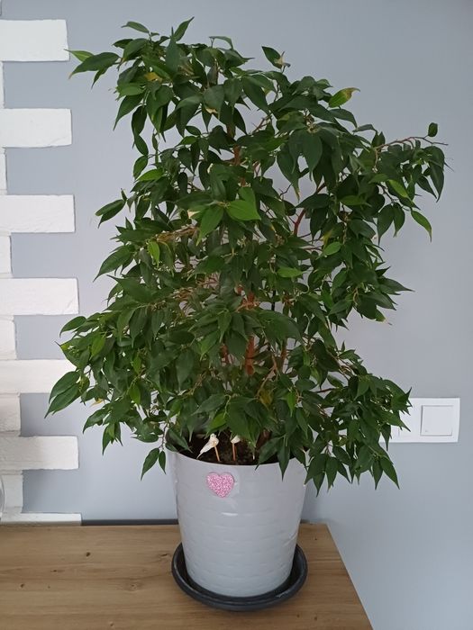 Kwiat figowiec benjamin