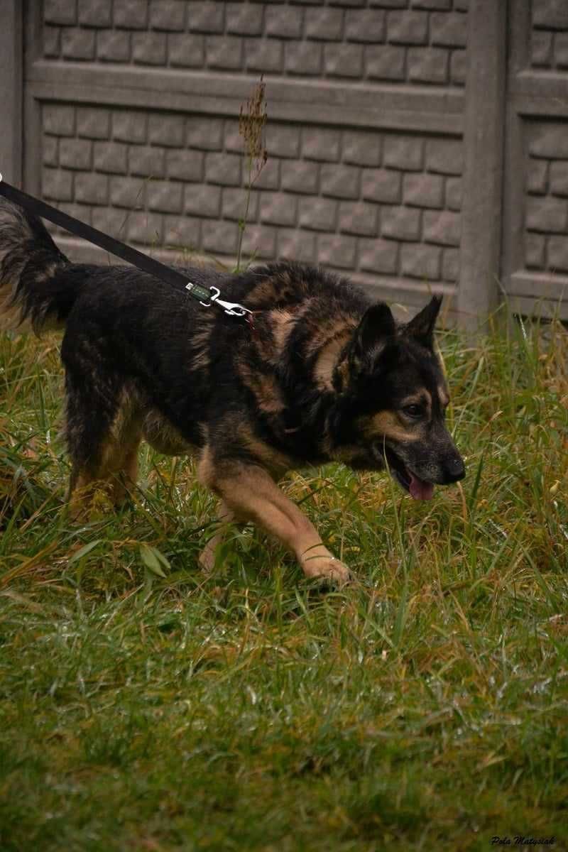 Starszy owczarek pilnie szuka kochającego domu !!