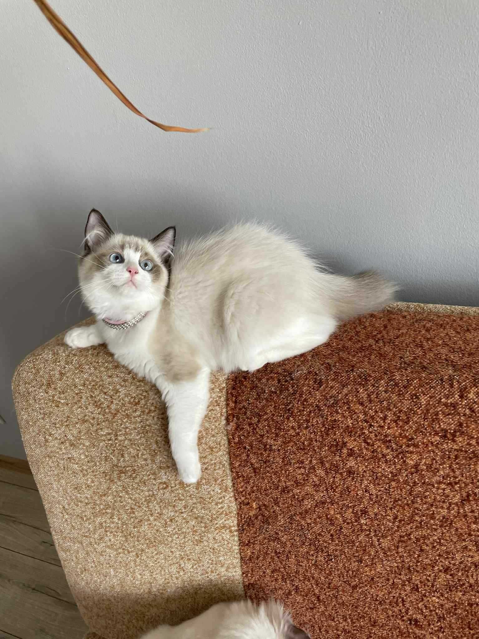 Kocięta rasy  Ragdoll FPL/FIFE
