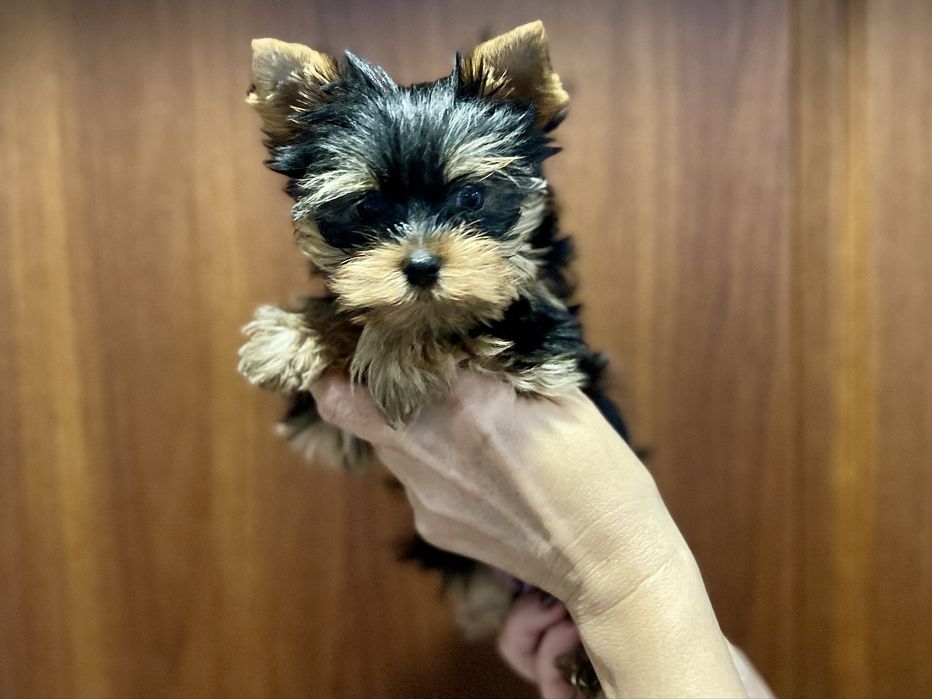 Щенки йоркширского терьера