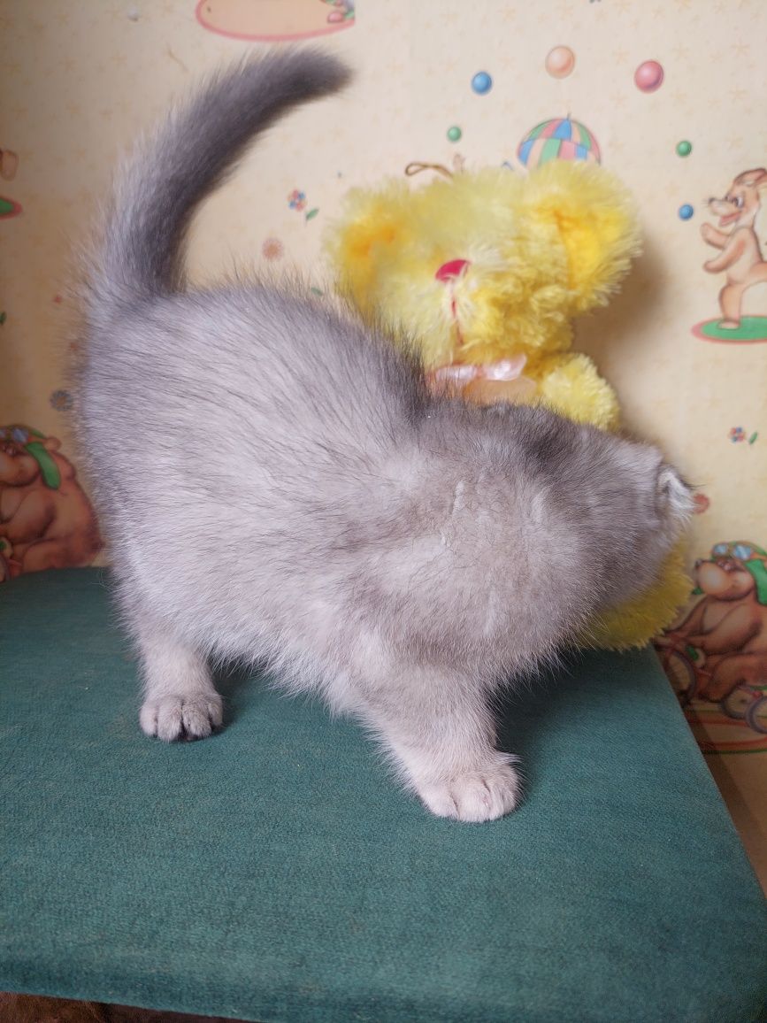 Шотландский вислоухий Мальчик.