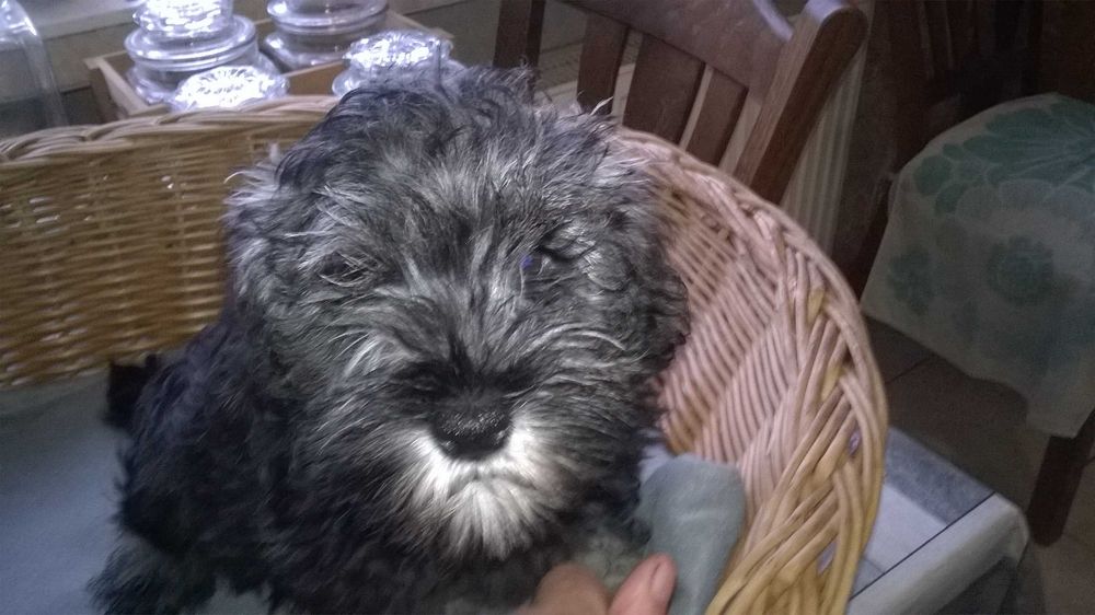 sznaucer miniaturowy - piesek