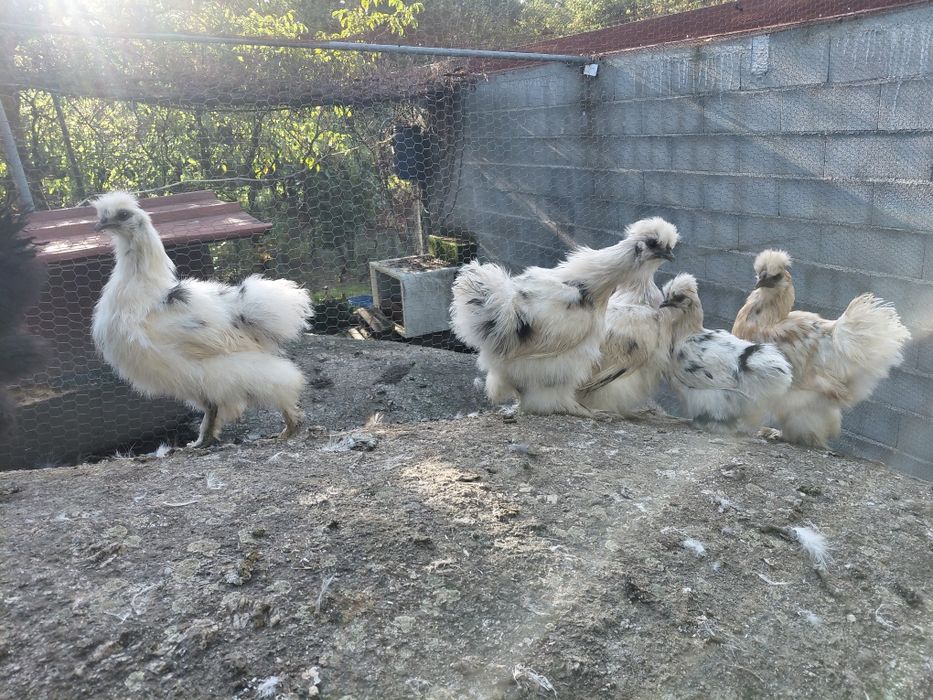 Lote Sedosas do Japão
