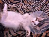 Gatinho bebe para adoção responsável