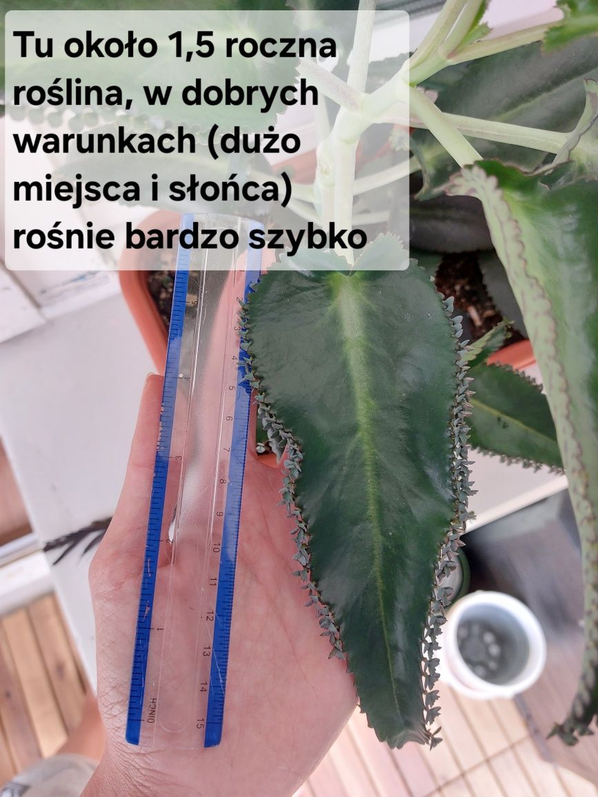Żyworódka daigremonta (Kalanchoe daigremontiana) SADZONKI