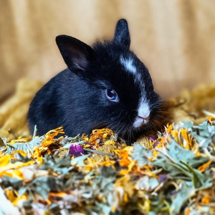 Piękny młody samczyk królika miniaturki