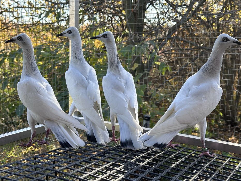 Srebrniaki wyloty 25r