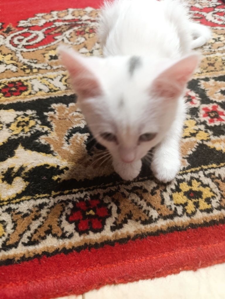 котёнок, 2-3 месяцев