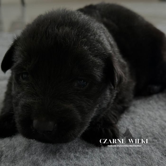 Owczarek Niemiecki Długowłosy - Suczka czarna - Hodowla Czarne Wilki