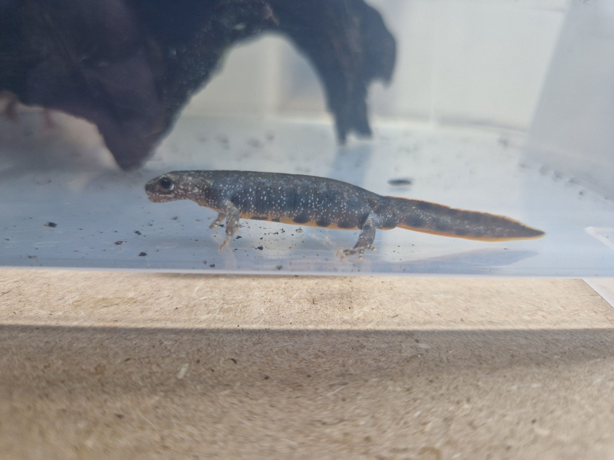 Traszka grzebieniasta Triturus carnifex wildtype het flavistic (Italy)