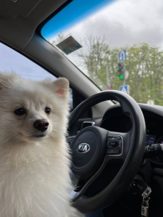 Дам  помаранського шпіца на злучку