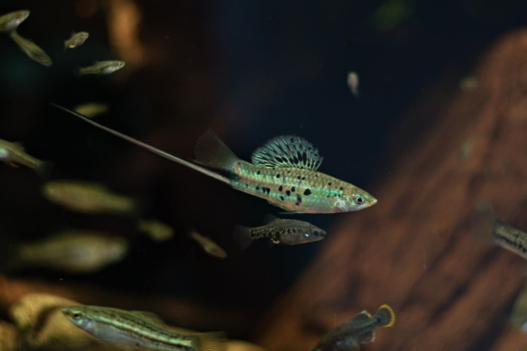 Mieczyk Montezuma