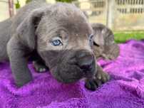 Cane Corso piękna suczka