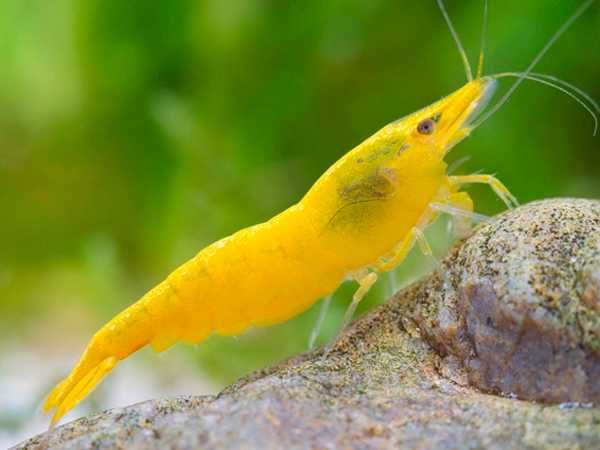 Krewetka YELLOW FIRE - Neocaridina - Caridina - dowóz, wysyłka