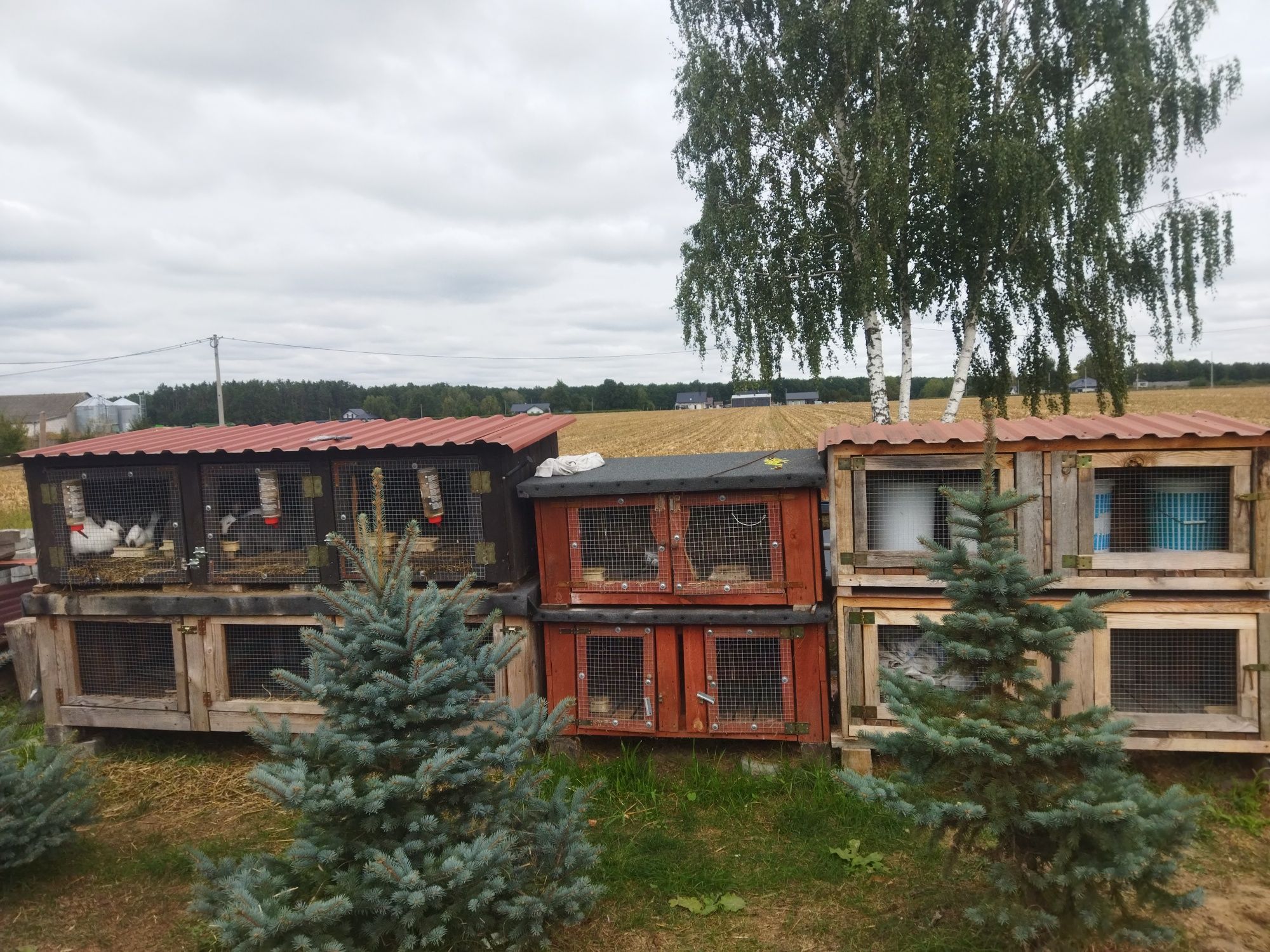 Klatki na króliki