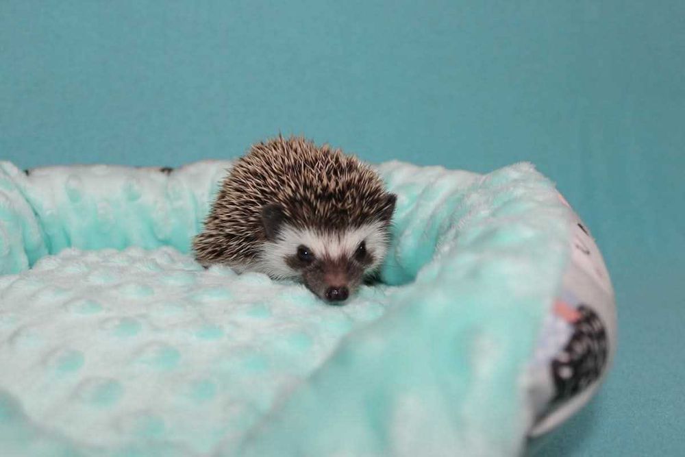 Jeże, jeż pigmejski,  jeżyki, z książeczką zdrowia i rodowodem