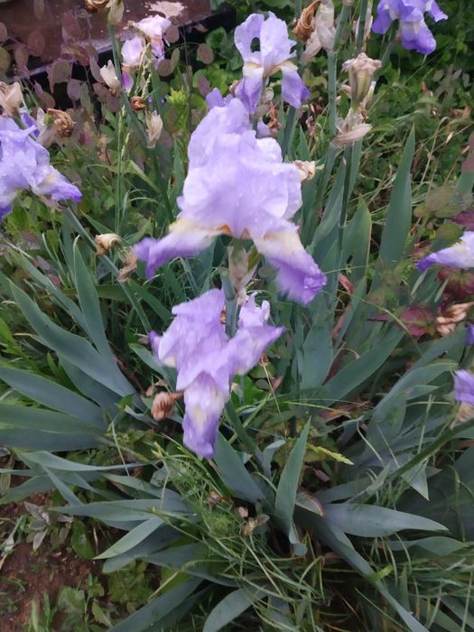 Садовые цветы, разные, Кампис