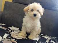 Maltipoo  urocza suczka beżowa